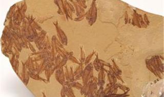 鱼化石价格 鱼化石价格