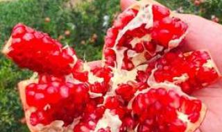 突尼斯软籽石榴产地 突尼斯软籽石榴产地
